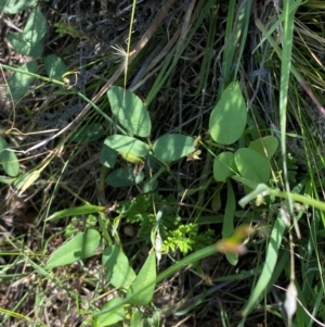 Glycine tabacina at Illilanga & Baroona - 13 Jan 2024