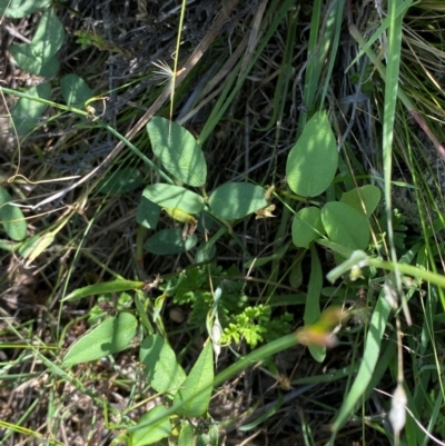 Glycine tabacina (Variable Glycine) at Illilanga & Baroona - 12 Jan 2024 by Tapirlord