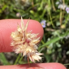 Rytidosperma carphoides (Short Wallaby Grass) at Illilanga & Baroona - 13 Jan 2024 by Tapirlord
