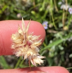 Rytidosperma carphoides (Short Wallaby Grass) at Illilanga & Baroona - 12 Jan 2024 by Tapirlord