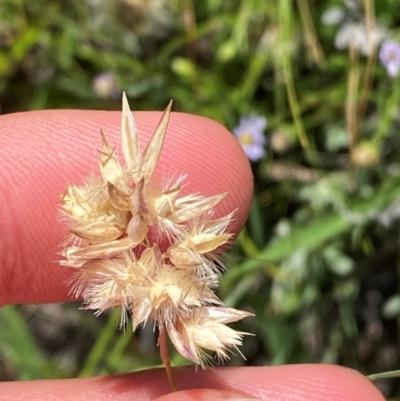 Rytidosperma carphoides (Short Wallaby Grass) at Michelago, NSW - 12 Jan 2024 by Tapirlord