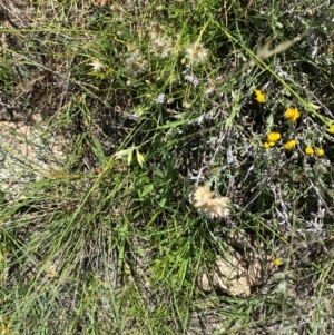 Rytidosperma carphoides at Illilanga & Baroona - suppressed