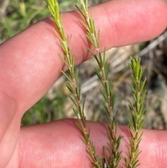 Dillwynia sericea (Egg And Bacon Peas) at Michelago, NSW - 12 Jan 2024 by Tapirlord