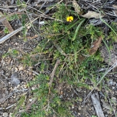 Bossiaea buxifolia (Matted Bossiaea) at Illilanga & Baroona - 13 Jan 2024 by Tapirlord