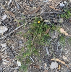 Bossiaea buxifolia at Illilanga & Baroona - 13 Jan 2024