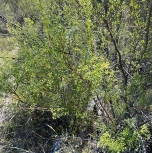 Cassinia quinquefaria at Illilanga & Baroona - 13 Jan 2024