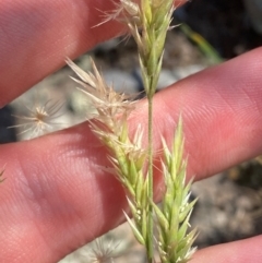 Enneapogon nigricans (Nine-awn Grass, Bottlewashers) at Illilanga & Baroona - 13 Jan 2024 by Tapirlord