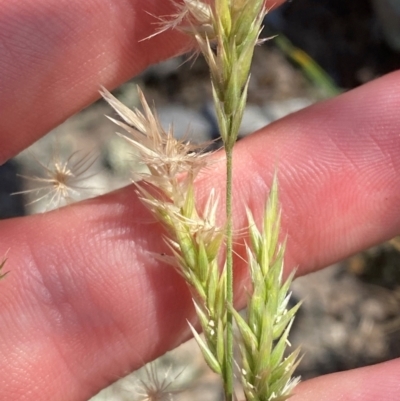 Enneapogon nigricans (Nine-awn Grass, Bottlewashers) at Michelago, NSW - 12 Jan 2024 by Tapirlord