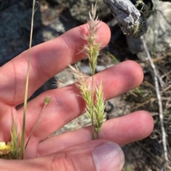 Enneapogon nigricans at Illilanga & Baroona - 13 Jan 2024