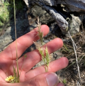 Enneapogon nigricans at Illilanga & Baroona - 13 Jan 2024