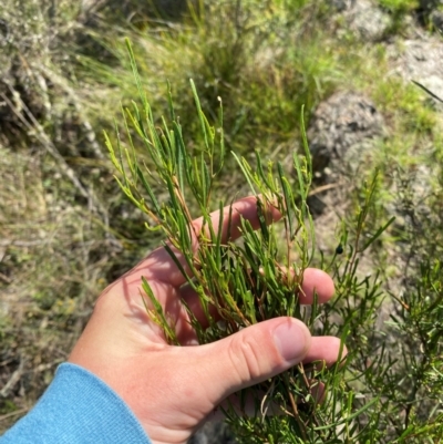 Dodonaea viscosa subsp. angustissima (Hop Bush) at Michelago, NSW - 12 Jan 2024 by Tapirlord