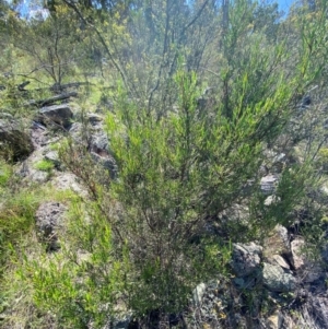 Dodonaea viscosa subsp. angustissima at Illilanga & Baroona - 13 Jan 2024