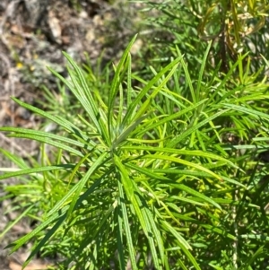 Cassinia longifolia at Illilanga & Baroona - 13 Jan 2024