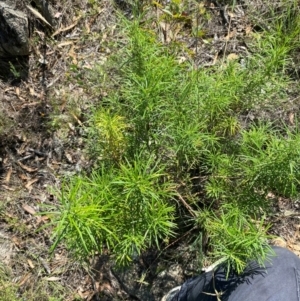 Cassinia longifolia at Illilanga & Baroona - suppressed