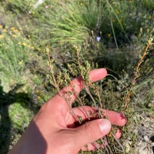 Brachyloma daphnoides at Illilanga & Baroona - suppressed