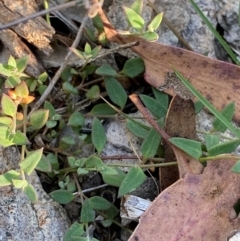 Einadia nutans subsp. nutans (Climbing Saltbush) at Illilanga & Baroona - 13 Jan 2024 by Tapirlord