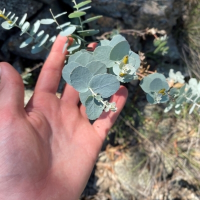 Eucalyptus bridgesiana (Apple Box) at Illilanga & Baroona - 12 Jan 2024 by Tapirlord