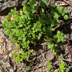 Dysphania pumilio (Small Crumbweed) at Illilanga & Baroona - 13 Jan 2024 by Tapirlord