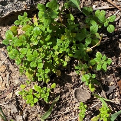 Dysphania pumilio (Small Crumbweed) at Illilanga & Baroona - 12 Jan 2024 by Tapirlord