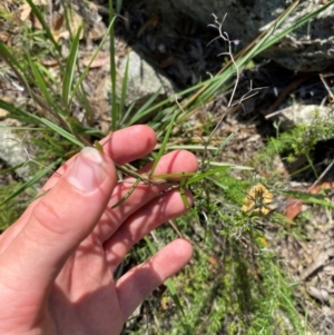 Glycine clandestina at Illilanga & Baroona - 13 Jan 2024