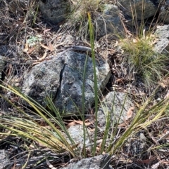 Lomandra multiflora (Many-flowered Matrush) at Illilanga & Baroona - 13 Jan 2024 by Tapirlord