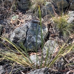 Lomandra multiflora (Many-flowered Matrush) at Michelago, NSW - 12 Jan 2024 by Tapirlord