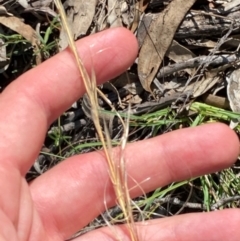 Austrostipa scabra (Corkscrew Grass, Slender Speargrass) at Illilanga & Baroona - 13 Jan 2024 by Tapirlord