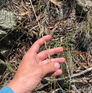 Austrostipa scabra at Illilanga & Baroona - 13 Jan 2024