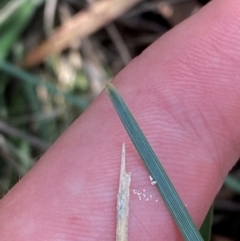 Lomandra bracteata (Small Matrush) at Michelago, NSW - 12 Jan 2024 by Tapirlord