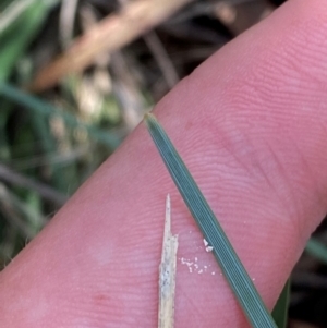 Lomandra bracteata at Illilanga & Baroona - 13 Jan 2024