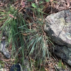 Lomandra bracteata at Illilanga & Baroona - 13 Jan 2024