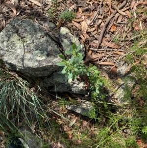 Hibbertia obtusifolia at Illilanga & Baroona - suppressed