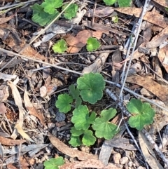 Hydrocotyle laxiflora (Stinking Pennywort) at Michelago, NSW - 12 Jan 2024 by Tapirlord