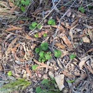 Hydrocotyle laxiflora at Illilanga & Baroona - suppressed