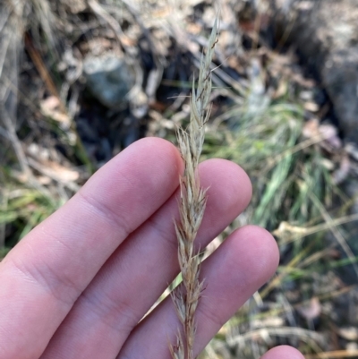 Rytidosperma pallidum (Red-anther Wallaby Grass) at Michelago, NSW - 12 Jan 2024 by Tapirlord