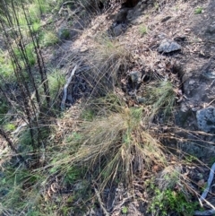 Rytidosperma pallidum at Illilanga & Baroona - 13 Jan 2024