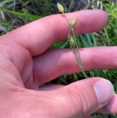 Hypericum gramineum (Small St Johns Wort) at Michelago, NSW - 12 Jan 2024 by Tapirlord