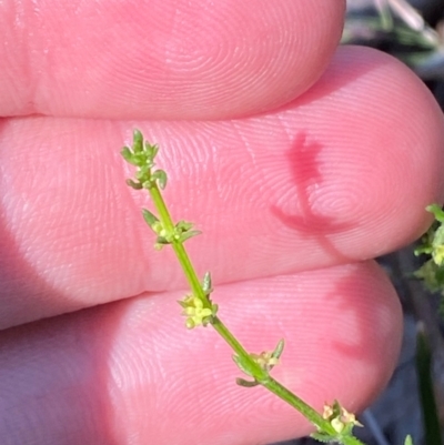 Galium gaudichaudii subsp. gaudichaudii (Rough Bedstraw) at Illilanga & Baroona - 13 Jan 2024 by Tapirlord