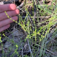 Galium gaudichaudii subsp. gaudichaudii at Illilanga & Baroona - 13 Jan 2024