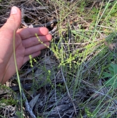 Galium gaudichaudii subsp. gaudichaudii at Illilanga & Baroona - 13 Jan 2024