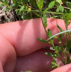 Gonocarpus tetragynus (Common Raspwort) at Michelago, NSW - 12 Jan 2024 by Tapirlord