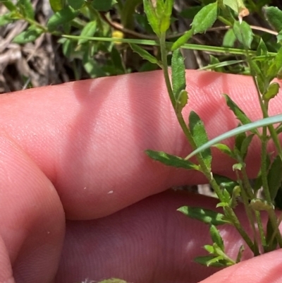 Gonocarpus tetragynus (Common Raspwort) at Illilanga & Baroona - 12 Jan 2024 by Tapirlord