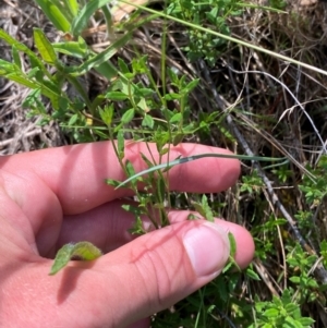 Gonocarpus tetragynus at Illilanga & Baroona - 13 Jan 2024