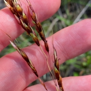 Sorghum leiocladum at Illilanga & Baroona - 13 Jan 2024