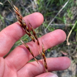 Sorghum leiocladum at Illilanga & Baroona - 13 Jan 2024