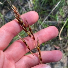 Sorghum leiocladum at Illilanga & Baroona - 13 Jan 2024