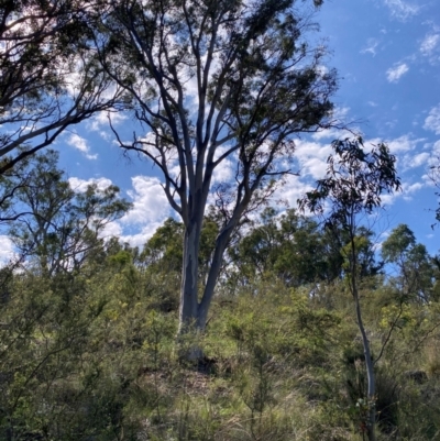 Eucalyptus rossii (Inland Scribbly Gum) at Illilanga & Baroona - 12 Jan 2024 by Tapirlord