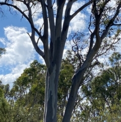 Eucalyptus rossii at Illilanga & Baroona - 13 Jan 2024