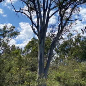 Eucalyptus rossii at Illilanga & Baroona - 13 Jan 2024