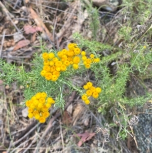 Chrysocephalum semipapposum at Illilanga & Baroona - 13 Jan 2024